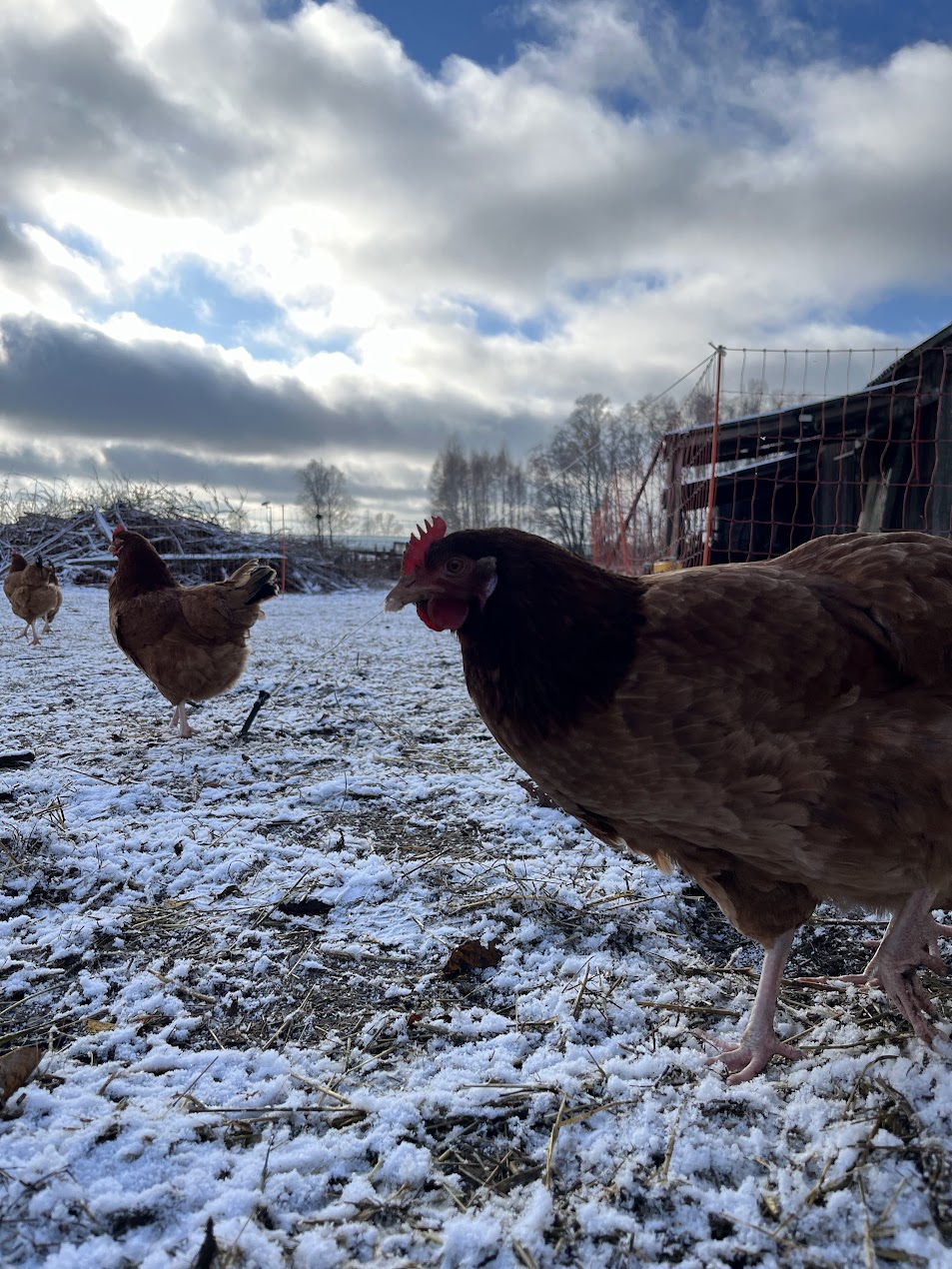 Galeria 24c7c9bf365345dd