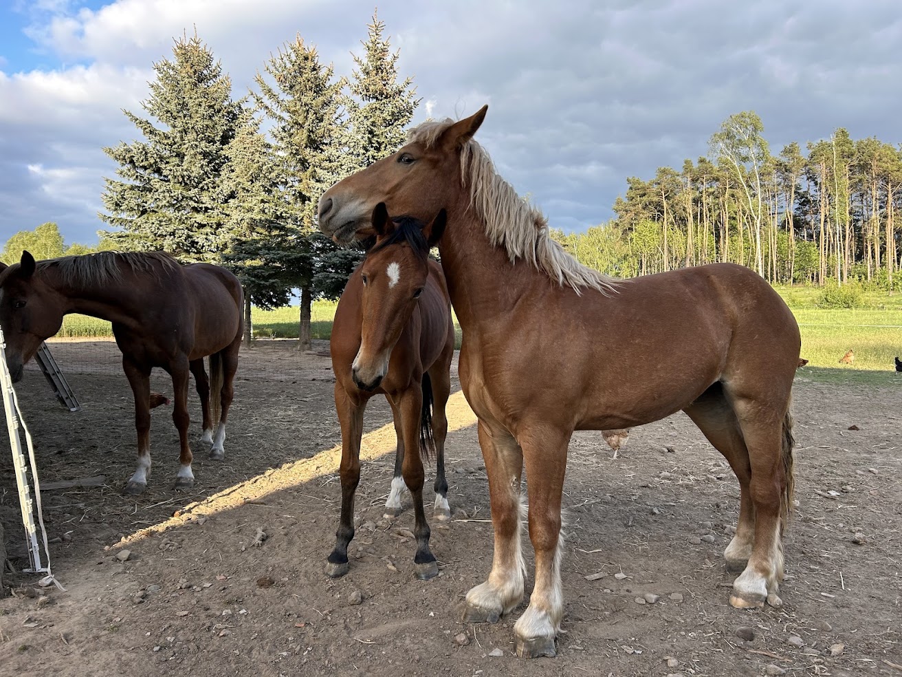 Galeria 80d0e1b9584425d7.jpg